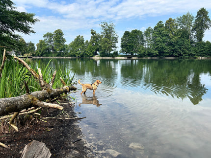 Warum wir mehr Gassi-Zeit brauchen – und weniger Perfektion